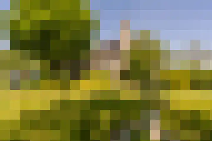 Westdijk 97 Mijnsheerenland thumbnail 40