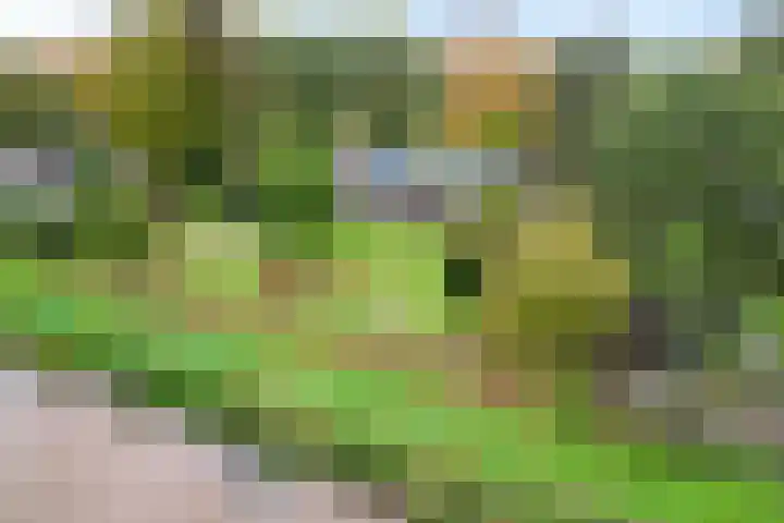 Westdorperstraat 19 in Borger