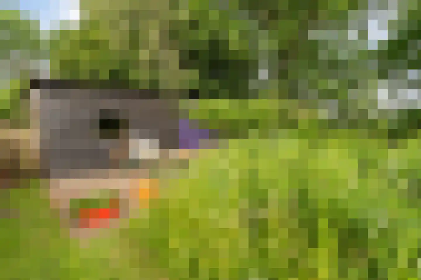 Westeinde 110 Nieuwleusen thumbnail 85