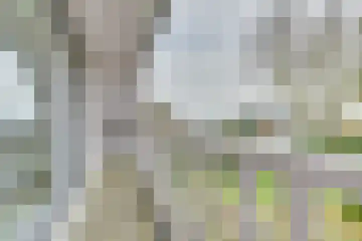 Westeinde 245 Berkhout thumbnail 38