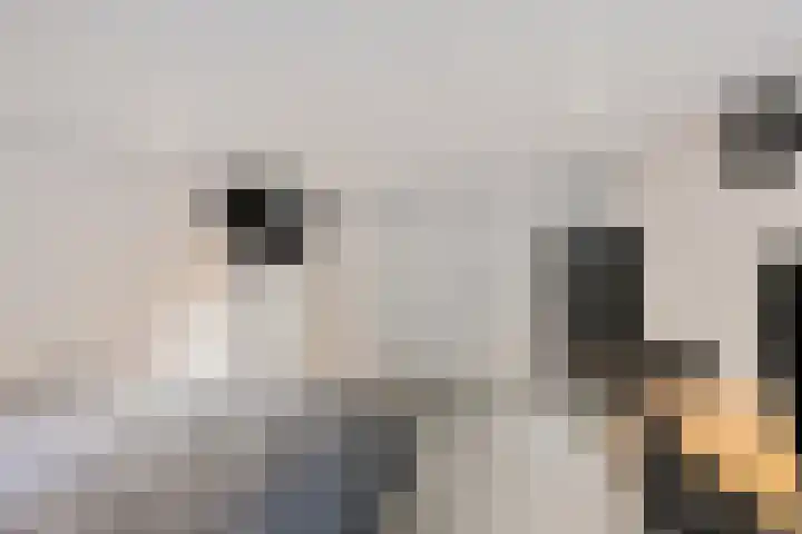 Westeinde 26 Zwartsluis thumbnail 28