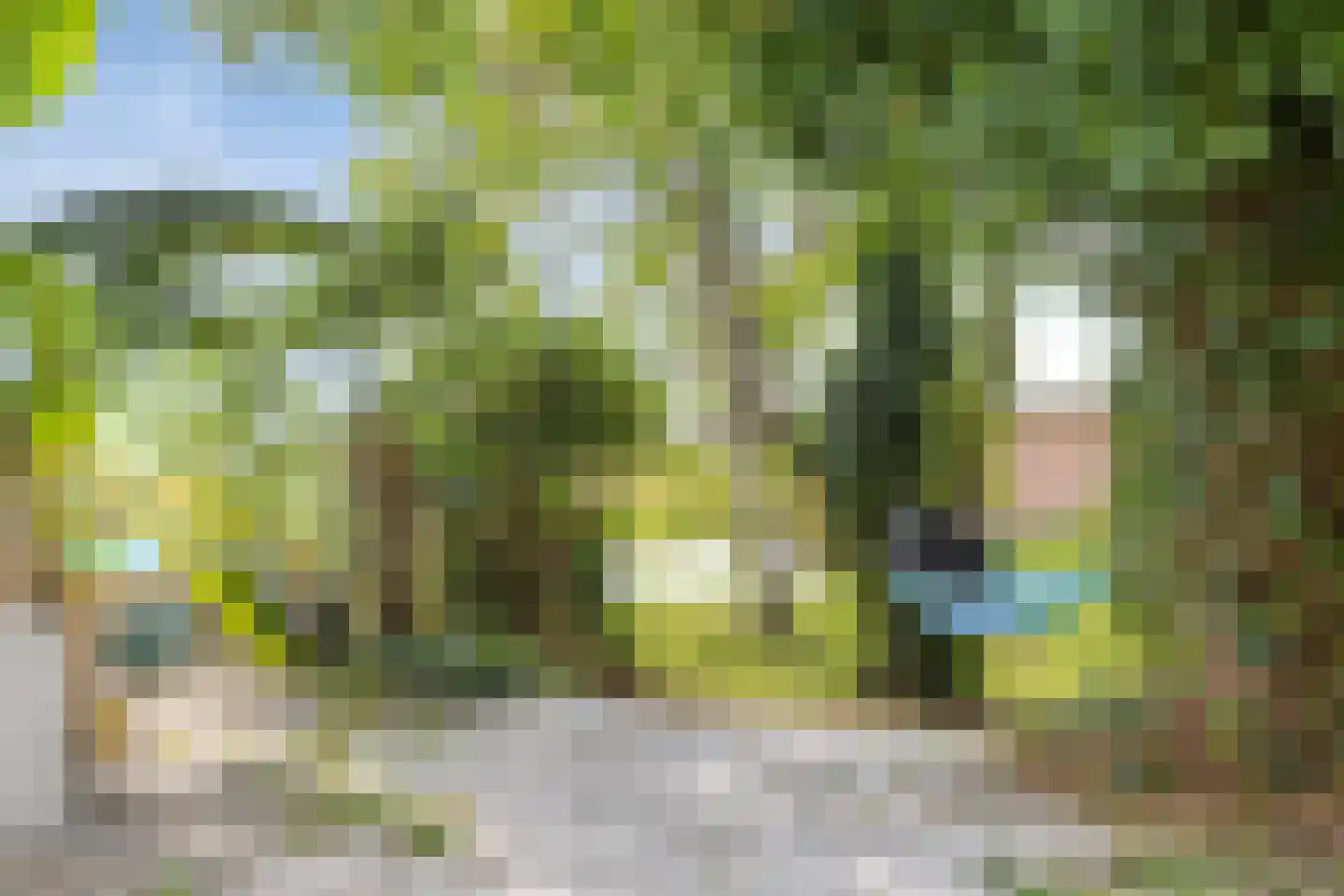 Westeinde 303 Berkhout thumbnail 71
