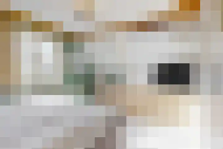 Westeinde 305 Berkhout thumbnail 19