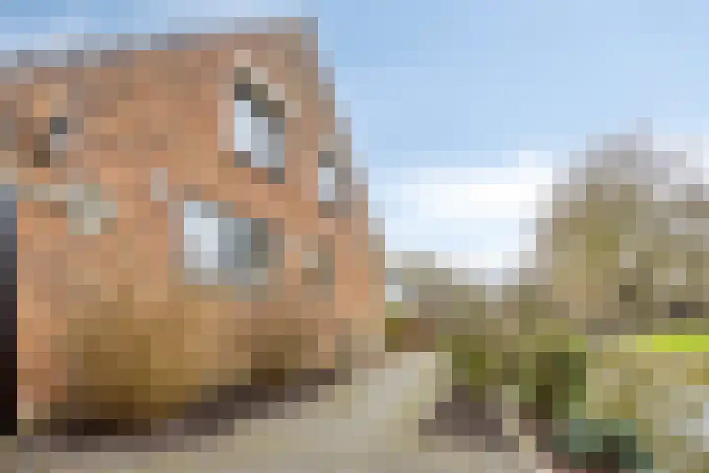 Westeinde 343 Berkhout thumbnail 57