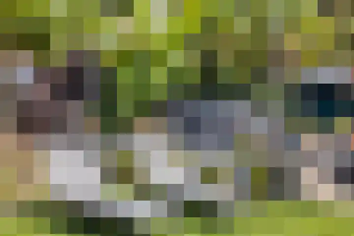 Westeinde 352 Berkhout thumbnail 44