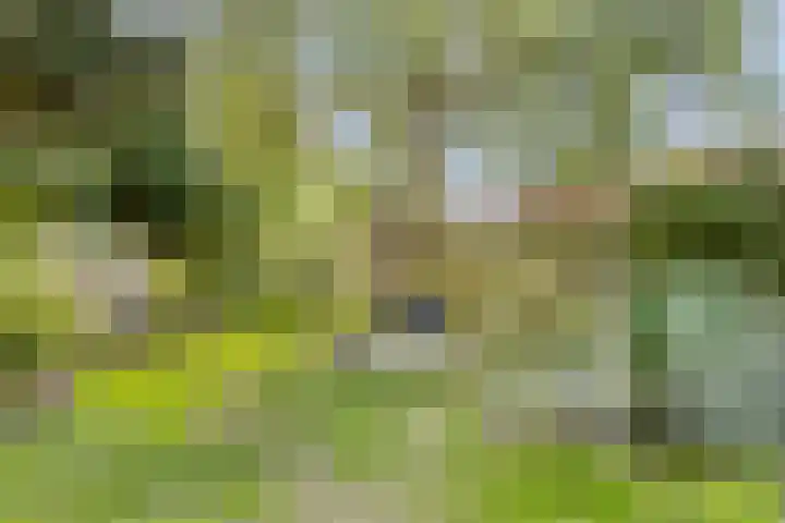 Westeinde 352 Berkhout thumbnail 48