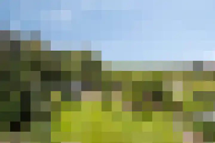 Westeinde 352 Berkhout thumbnail 50