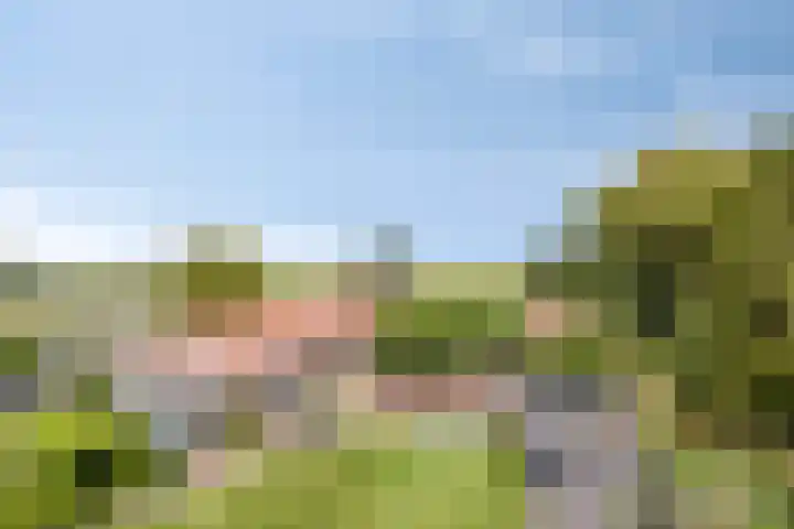Westeinde 352 Berkhout thumbnail 51