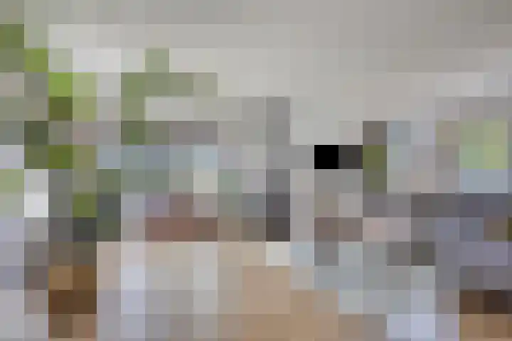 Westeinde 352 Berkhout thumbnail 9