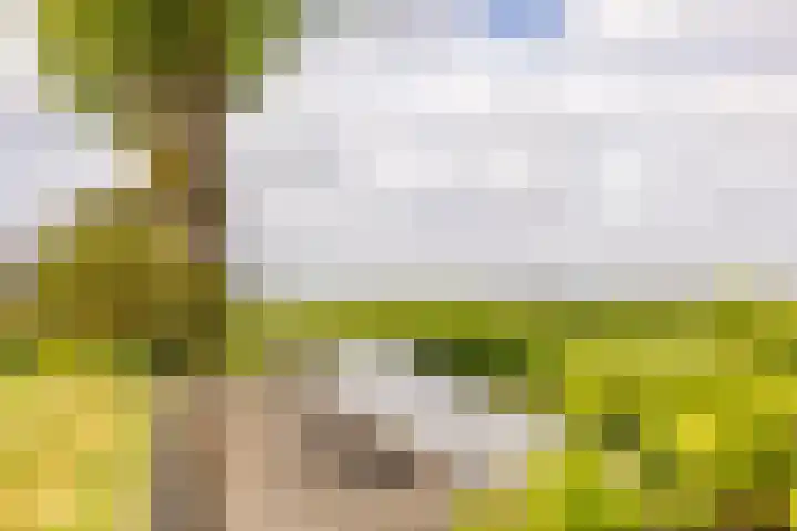 Westeinde 358 De Goorn thumbnail 47