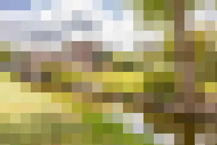 Westeinde 358 De Goorn thumbnail 49