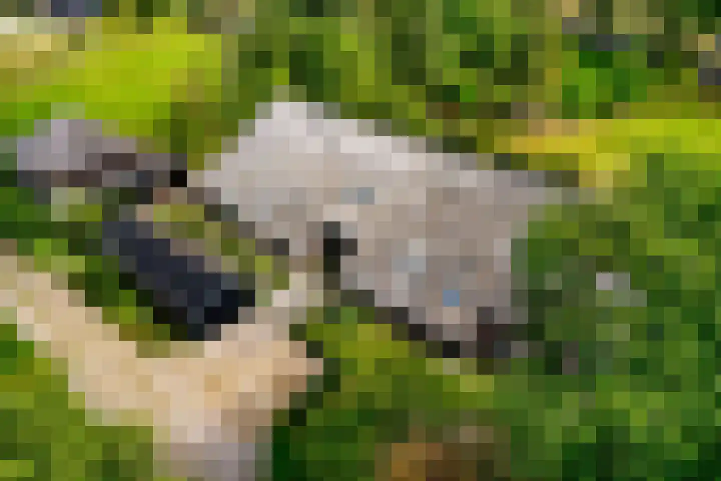 Westeinde 51 Dwingeloo thumbnail 13