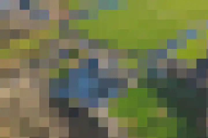 Westeinde 55 Waarder thumbnail 75