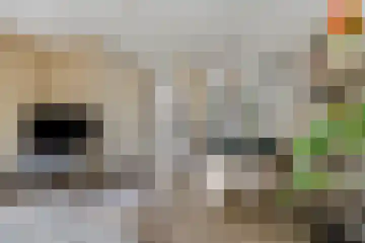 Westeinde 6 Scherpenzeel thumbnail 6