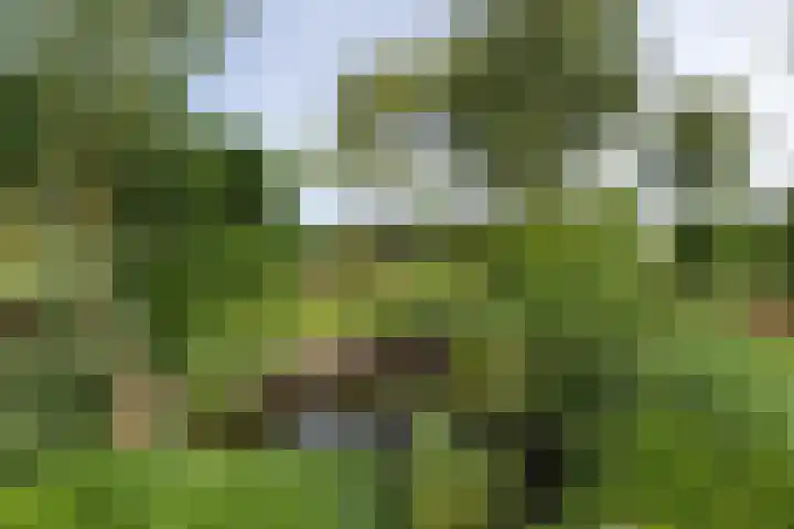 Westeinde 64 Oud-Alblas thumbnail 46