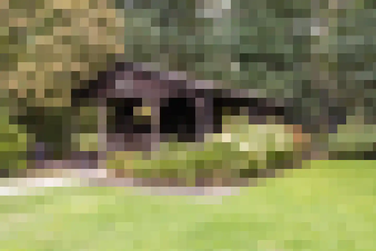 Westelbeersedijk 65 Oost West en Middelbeers thumbnail 59