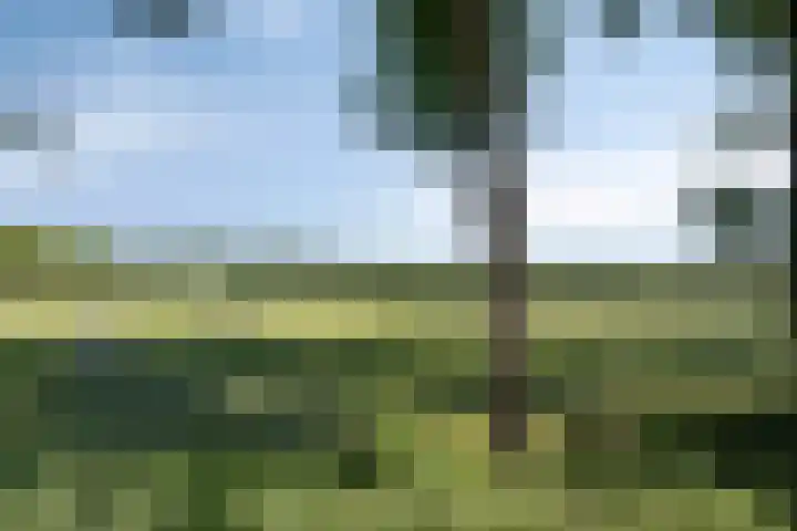 Westelbeersedijk 95 Oost West en Middelbeers thumbnail 59