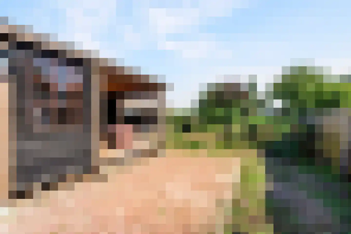 Westelijke Doorsnee NZ 60 Emmer-Compascuum thumbnail 36