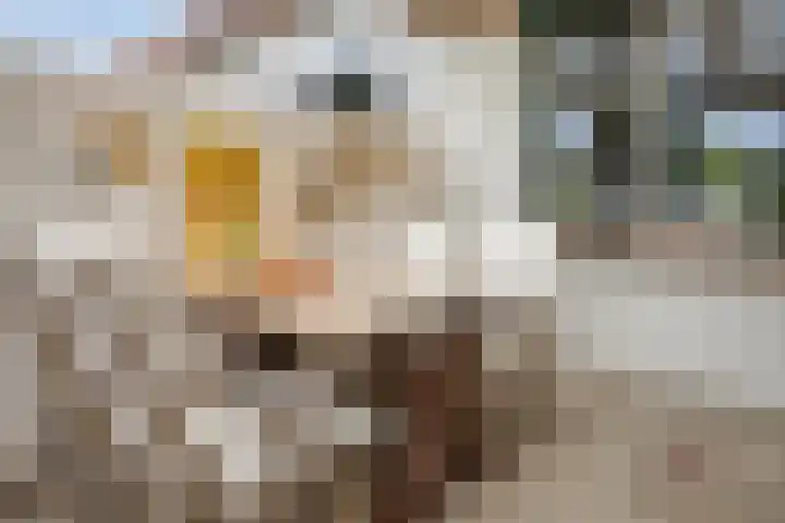 Westelijke Kanaalweg 12 Hansweert thumbnail 4