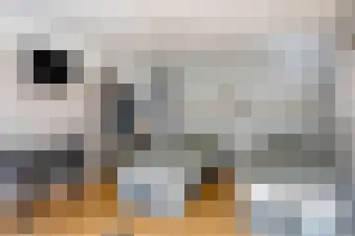 Wester Es 11 Appelscha thumbnail 50
