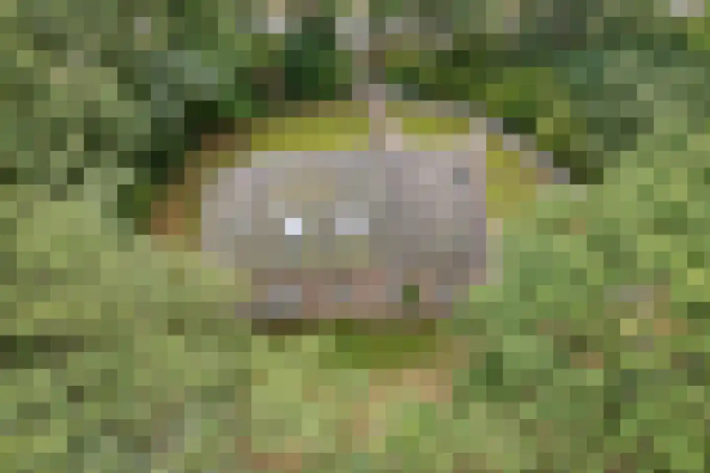 Wester Es 50 Appelscha thumbnail 43
