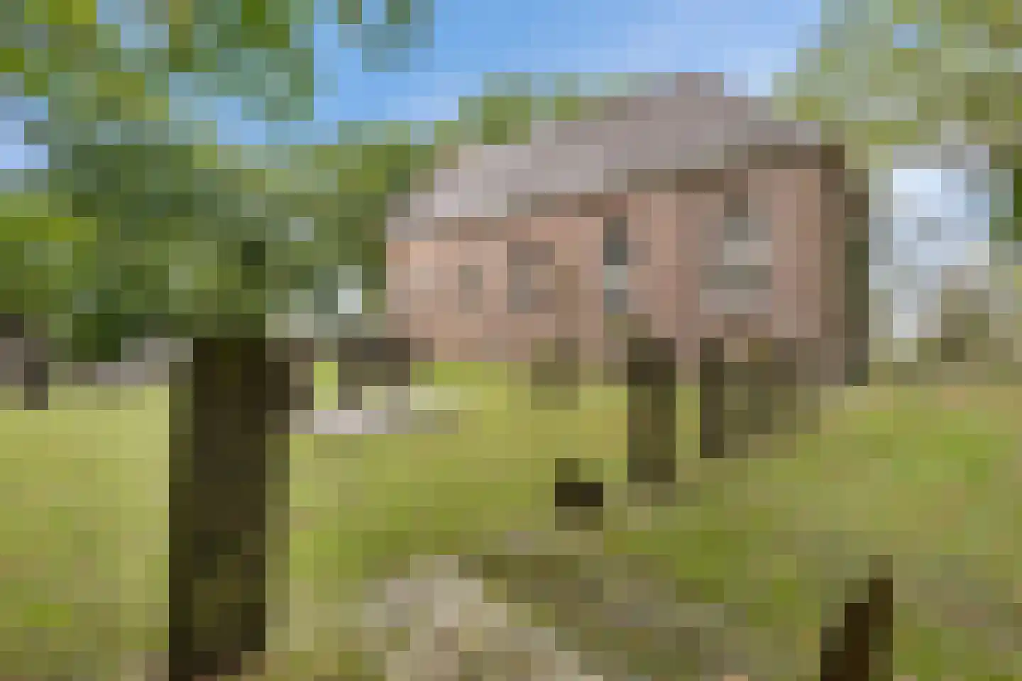 Wester Es 50 Appelscha thumbnail 46