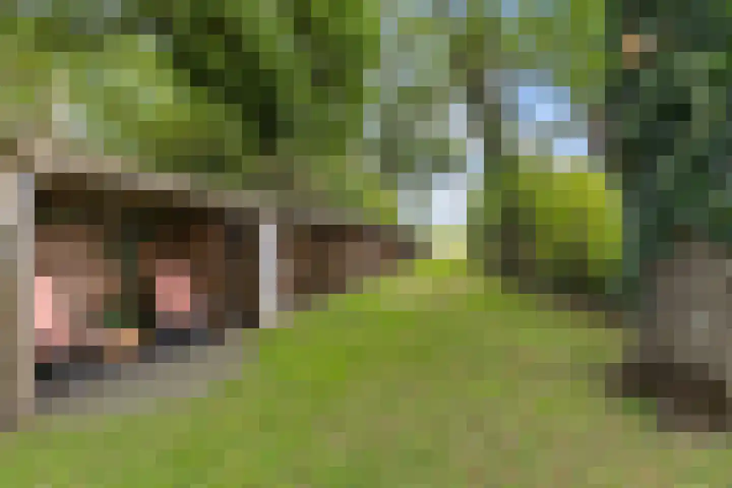 Wester Es 50 Appelscha thumbnail 49