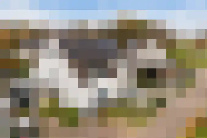 Westerbeek 5 Schoonebeek thumbnail 8
