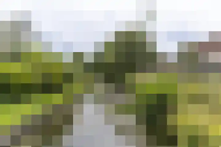 Westerbeek van Eertenweg 19 Hummelo thumbnail 36