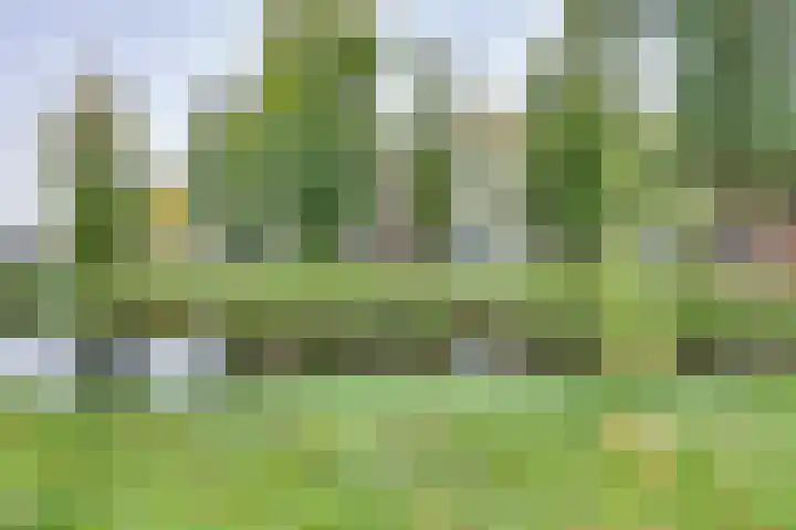Westerbleek 9 Lochem thumbnail 6