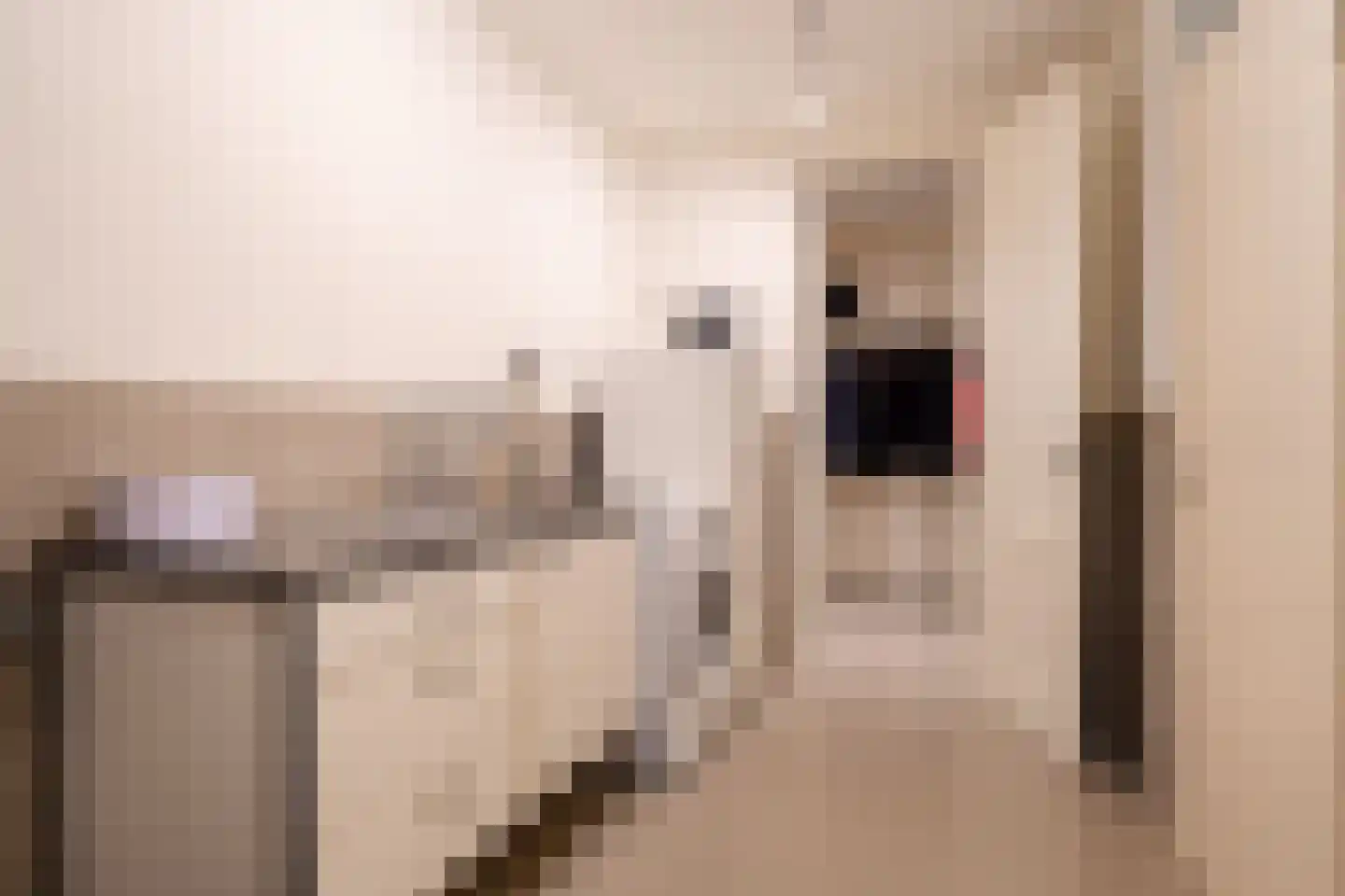 Westerbosje 2 Exloo thumbnail 34