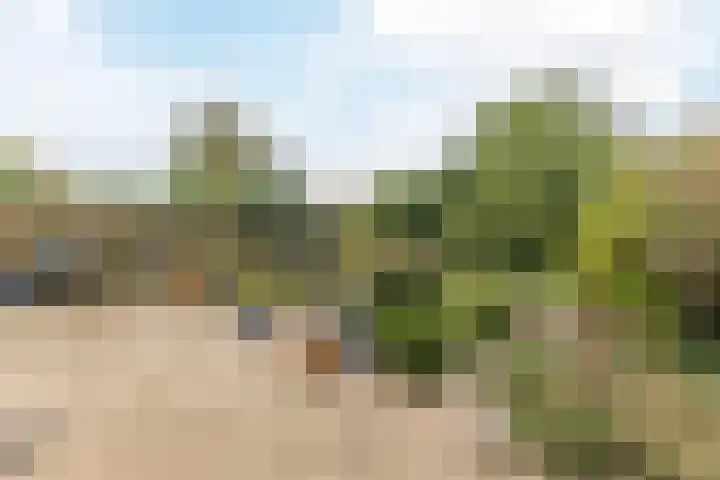 Westerdelle 11 Petten thumbnail 25