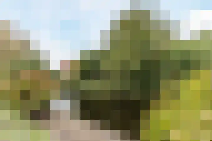 Westerdelle 11 Petten thumbnail 30