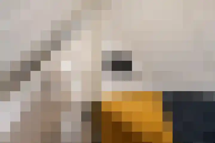 Westerdiep 95 Nieuw-Buinen thumbnail 36
