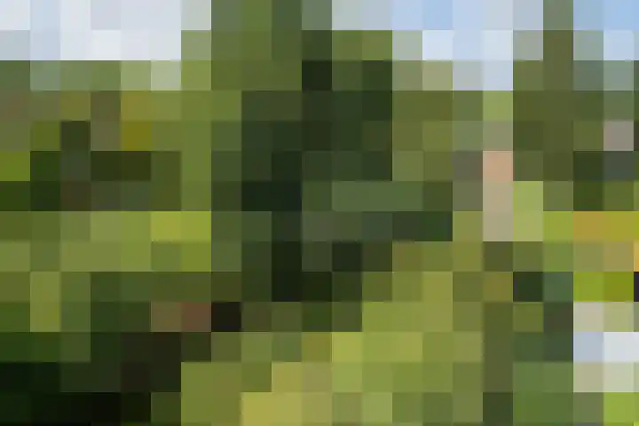 Westerdiep OZ 107 Emmer-Compascuum thumbnail 44