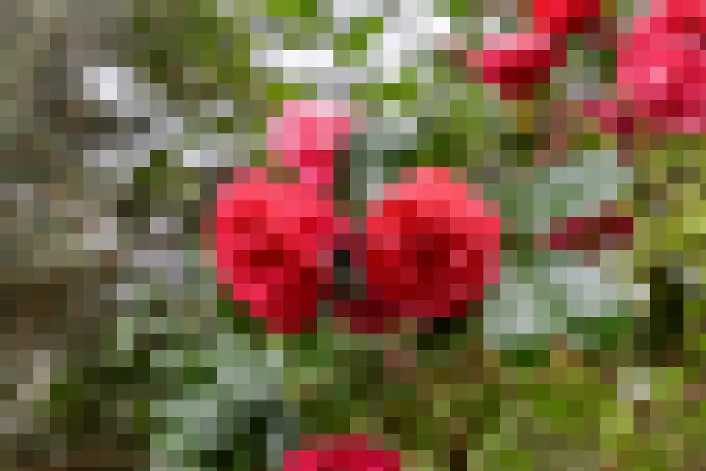 Westerdiep OZ 74 Emmer-Compascuum thumbnail 56