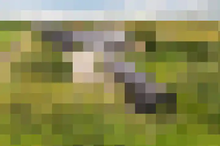 Westerduinweg 10 Petten thumbnail 28