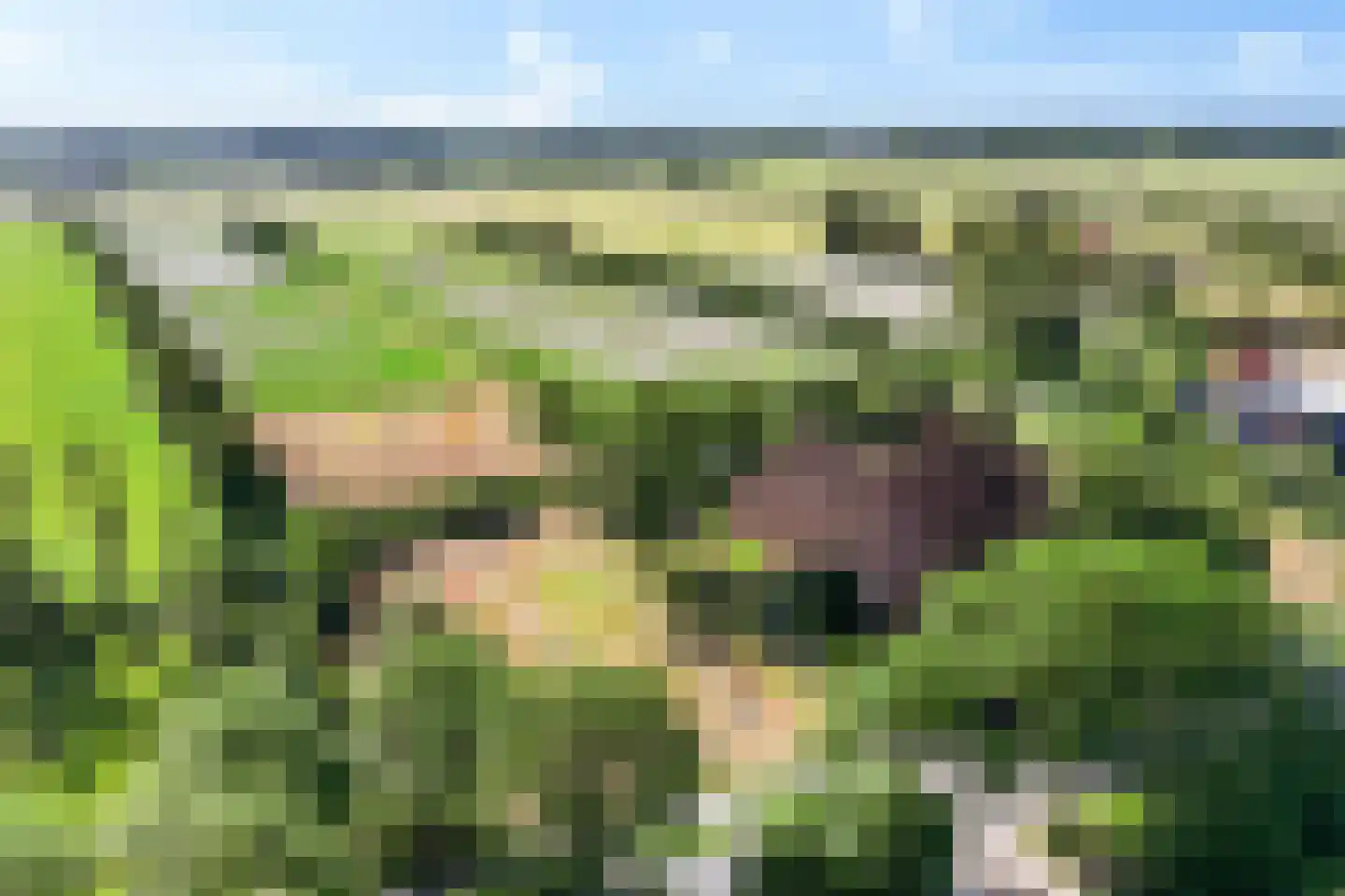 Westerein 25 Garyp thumbnail 8