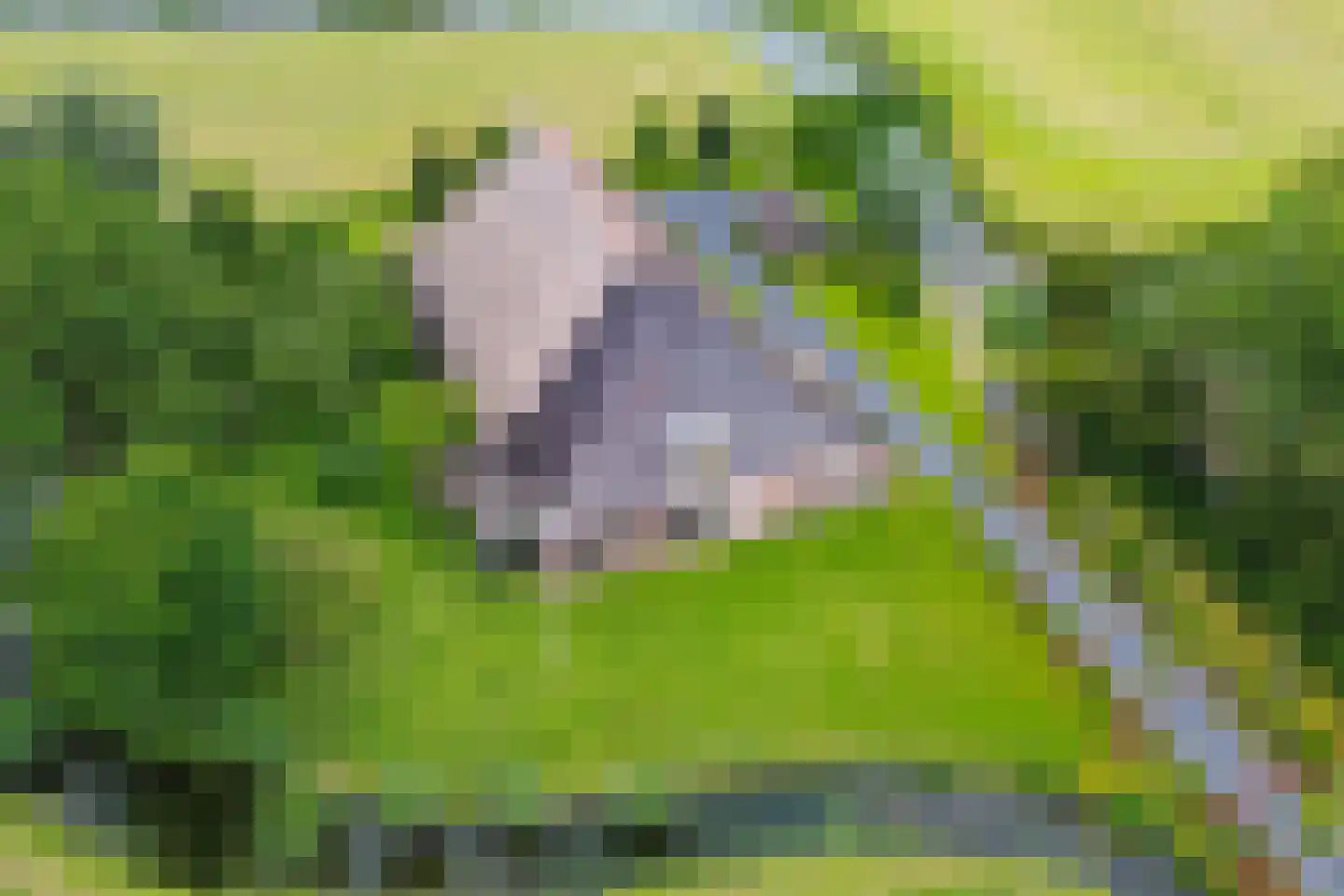 Westerein 6 Tersoal thumbnail 65