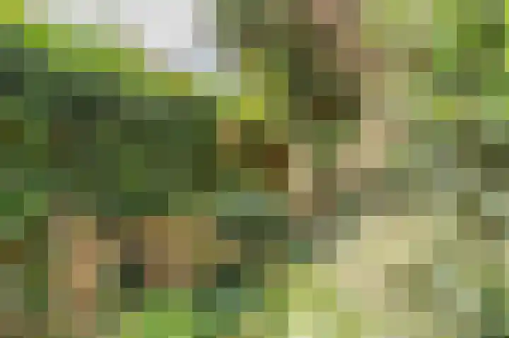 Westeres 1 Vries thumbnail 38