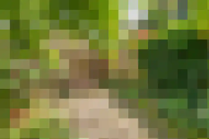Westeres 1 Vries thumbnail 43
