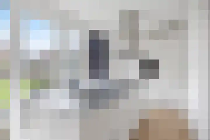 Westergolaan 19 Emmeloord thumbnail 12