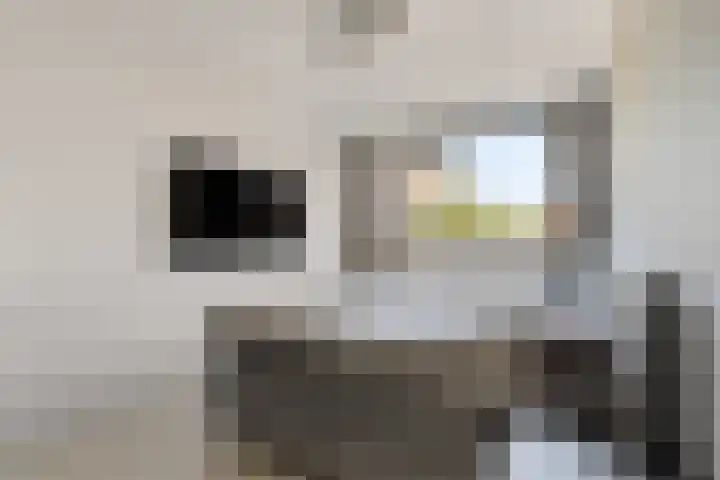 Westerhout 57 Noordwijkerhout thumbnail 16