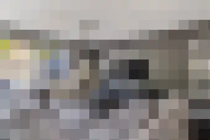 Westerhout 57 Noordwijkerhout thumbnail 7