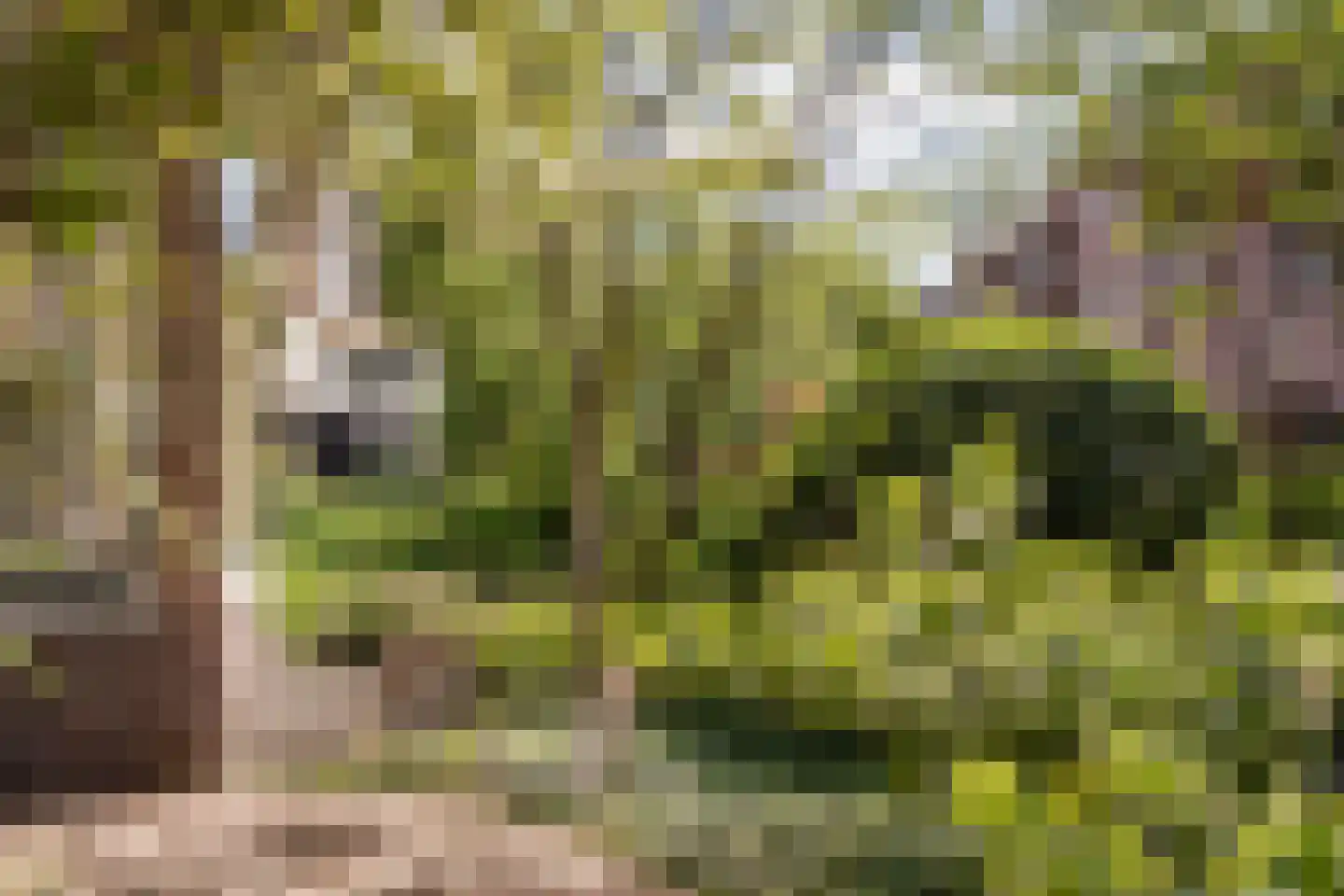 Westerhoutpark 20 Haarlem thumbnail 15