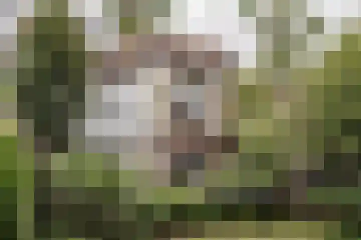 Westerhoutpark 3 Haarlem thumbnail 18