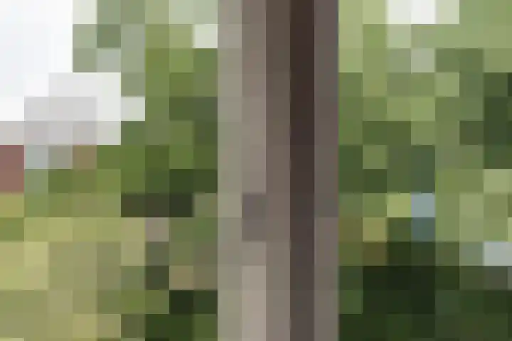 Westerhoutpark 3 Haarlem thumbnail 29