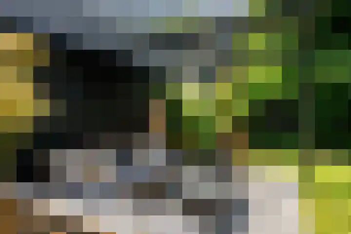 Westerhoutpark 8 Haarlem thumbnail 14