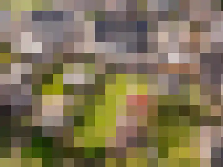 Westerlaan 40 Tiendeveen thumbnail 4