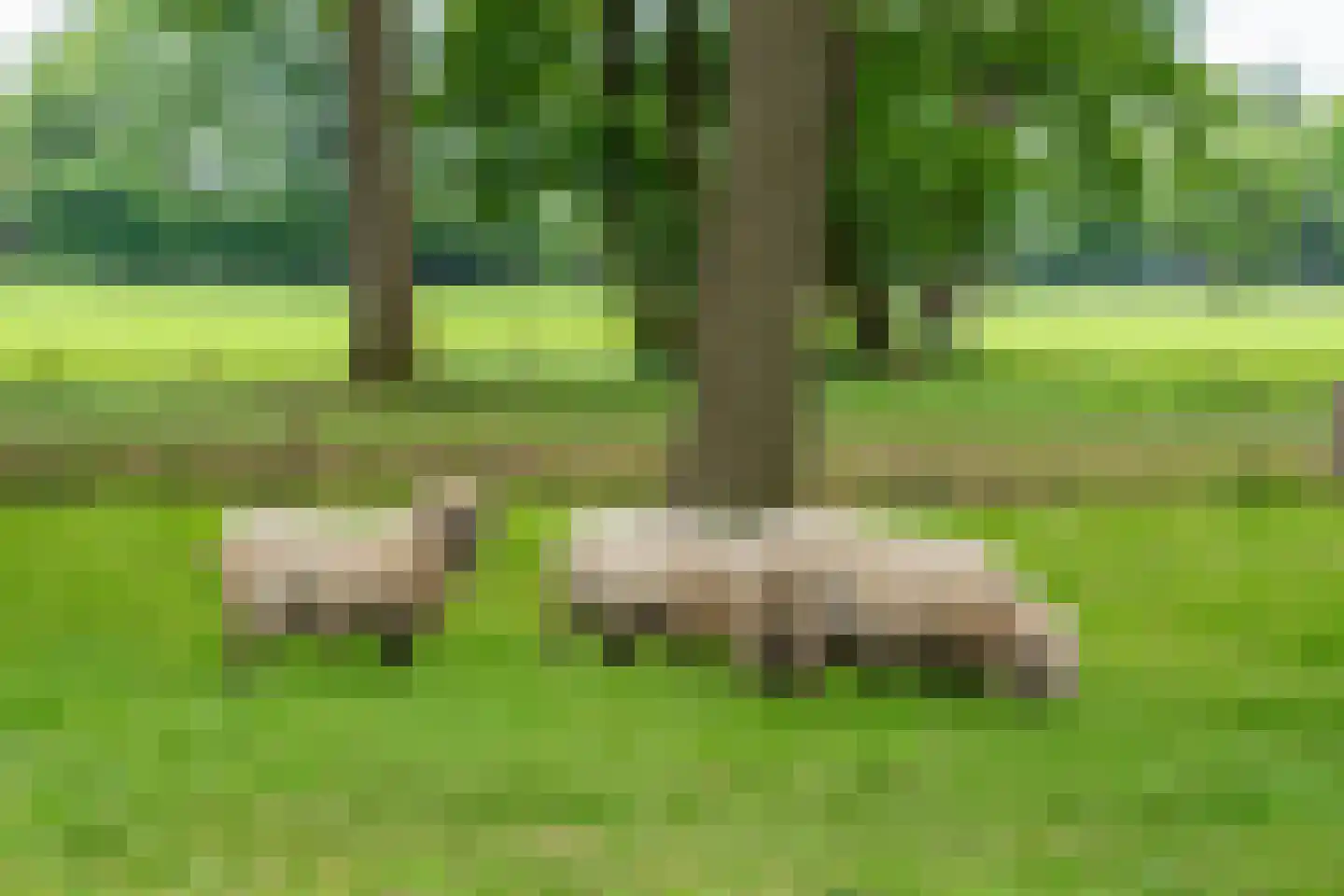 Westersebos 22 Schoonebeek thumbnail 84
